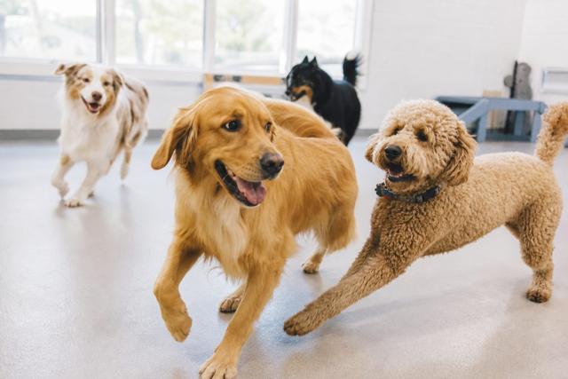 Dog Boarding website example by PageFront