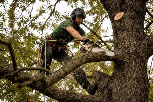 Tree Services business inspiration